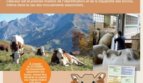 Mouvements saisonniers collectifs ovin